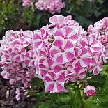 Флокс Bambini Candy Crush Р9, фото 4