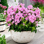 Флокс Bambini Candy Crush Р9, фото 5