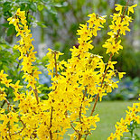 Форзиция Week-End С3,6, фото 6