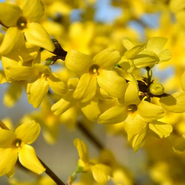 Форзиция Week-End С3,6, фото 1