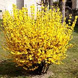 Форзиция Week-End С3,6, фото 5