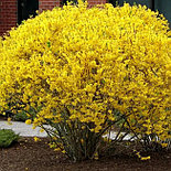 Форзиция Week-End С3,6, фото 3