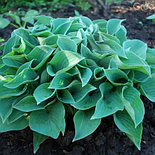 Хоста Blue Cadet  Р9, фото 3