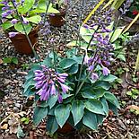 Хоста Blue Cadet  Р9, фото 4