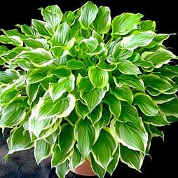 Хоста So Sweet  Р12