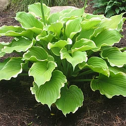 Хоста Winter Snow  Р9