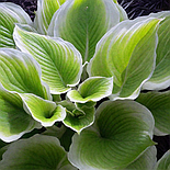 Хоста Winter Snow  Р9, фото 4