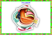 4.ББ.4. стенд "Внутреннее строение жука", 60х90 см