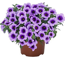 Aloha Kona Sky Blue / укор.черенок