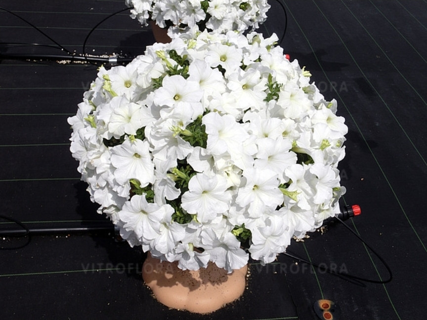 Surfinia White Morn / укор.черенок, фото 1