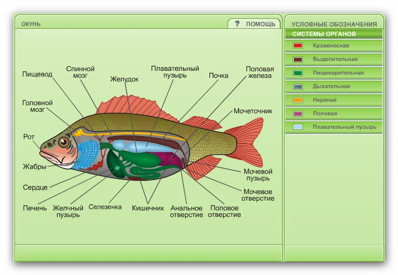 Жезөкшелердің қынаптарының жақыннан жасалған фотосуреттері