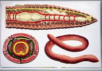 Внутреннее строение дождевого червя