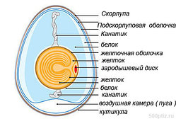 Строение яйца птицы