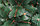 Елка сосна искусственная "Зеленая красавица" 3м, фото 2