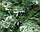 Елка ель искусственная с инеем 1,8 м, фото 2