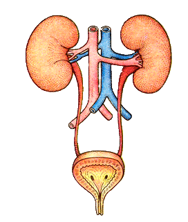 Төсі бар балапанмен жыныстық қатынас Керчьдегі секс және жақындық
