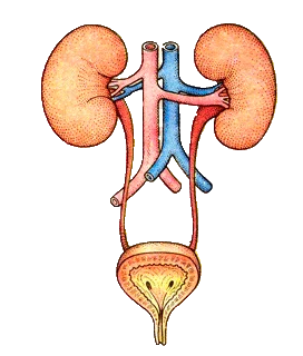 Қыздарға алғаш рет жыныстық қатынас (видео)