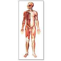 Плакат анатомический "Нервная система.вид спереди" (3В)