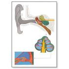 Плакат анатомический "Ухо" (3В)