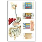 Плакат анатомический "Система пищеварения" (3В)