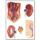 Плакат анатомический "Почки" (3В)
