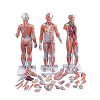 Модель "Двуполая фигура с мышцами и внутренними органами"