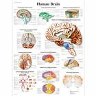 Плакат анатомический "Мозг человека" - фото 1 - id-p21534268