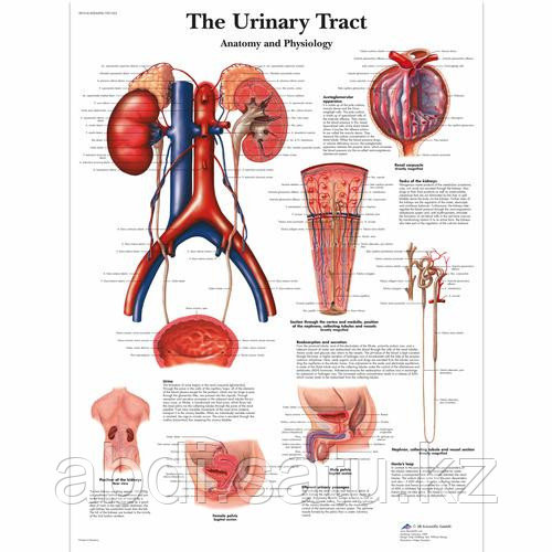 Плакат анатомический  "Мочевыделительная система,анатомия и физиология" 