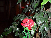 Цветок «роза»