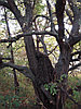 Маскировочная накидка Леший (зелень, лес), фото 3