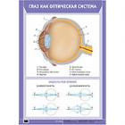 Плакат "Глаза как оптическая система. Возникновение изображения"