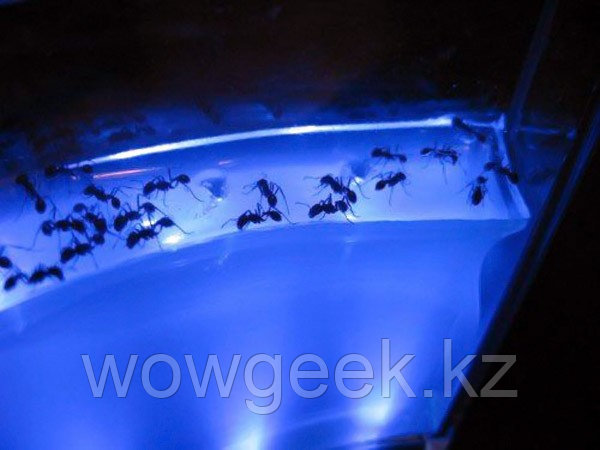 Муравьиная ферма Ants DreamWorks с подсветкой оригинальный подарок - фото 2 - id-p1124407