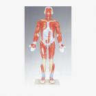 Модель "Мышечная система человека" - фото 1 - id-p22212263