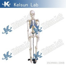 Скелет человека на роликовой подставке (170 см) - фото 1 - id-p22212280