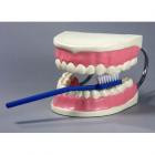Модель "Уход за зубами" (гигиена зубов, без языка) - фото 1 - id-p22212289