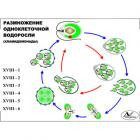 Модель-аппликация "Размножение одноклеточной водоросли" (лам.) - фото 1 - id-p22212608