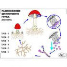 Модель-аппликация "Размножение шляпочного гриба"(лам.)