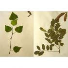 Гербарий "Лекарственные растения" (20 видов, формат А3) - фото 1 - id-p22212705
