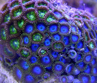 Кораллы для рифовых аквариумов