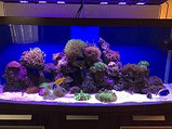 Кораллы для рифовых аквариумов, фото 5