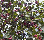 Ирга "Смоуки" С1, фото 2