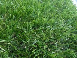Искусственная трава - фото 1 - id-p23152119