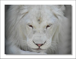 Постер Белый лев