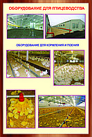 плакаты  Оборудование для птицеводства, фото 1