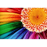 Баннер, фото 5