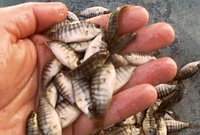 Поставка малька тилапии