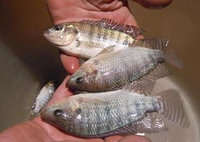 Мальки тилапии в Алматы