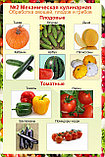 Плакаты Механическая обработка овощей, фото 2