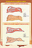 Плакаты Обработка мяса