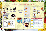 Плакаты Приготовление блюд из яиц, фото 3